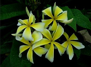 (image for) Plumeria Rubra Big Spider Yellow 6 Seeds - Click Image to Close
